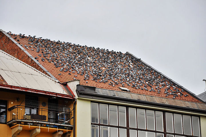 A2B Pest Control are able to install spikes to deter birds from roofs in Knaresborough. 