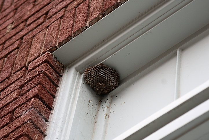 We provide a wasp nest removal service for domestic and commercial properties in Knaresborough.